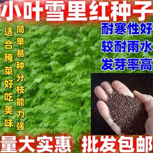 小叶雪里红种子小叶雪里红种籽庭院种植腌制菜农家蔬菜雪里红种子