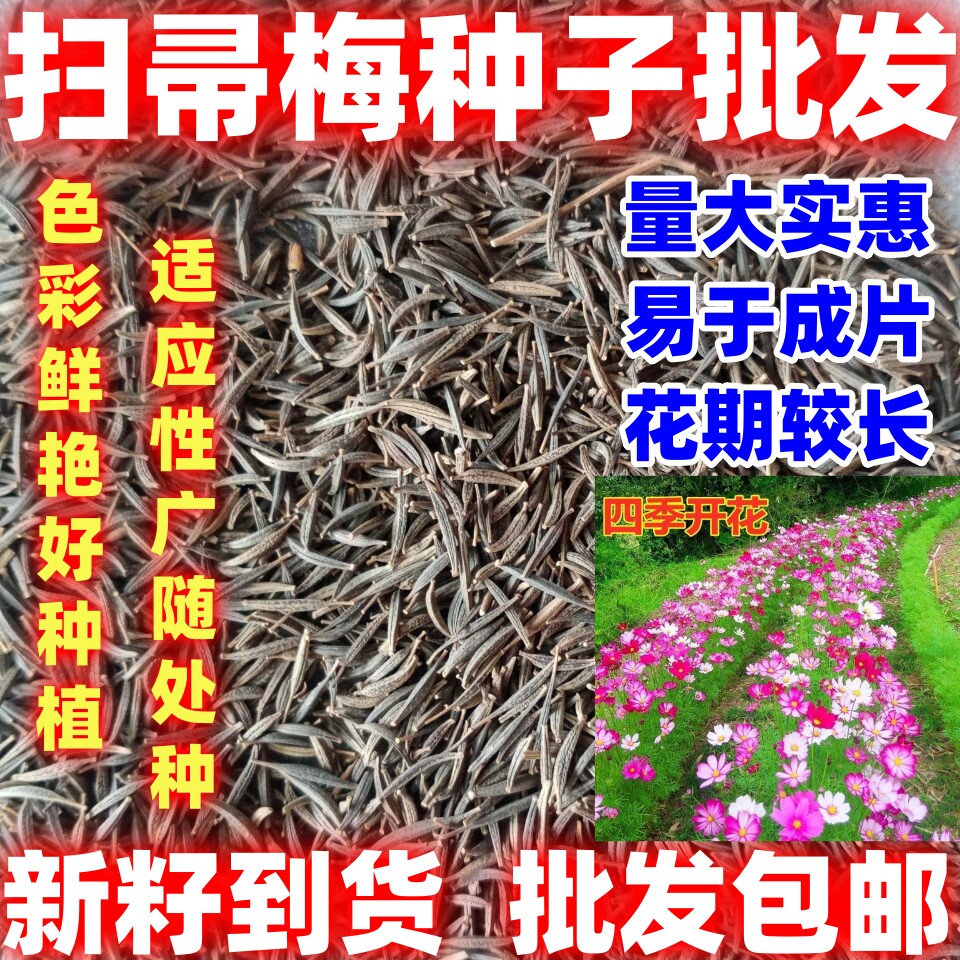 扫帚梅种子波斯菊种子好种种子秋英种子花卉种子绿化花海田园庭