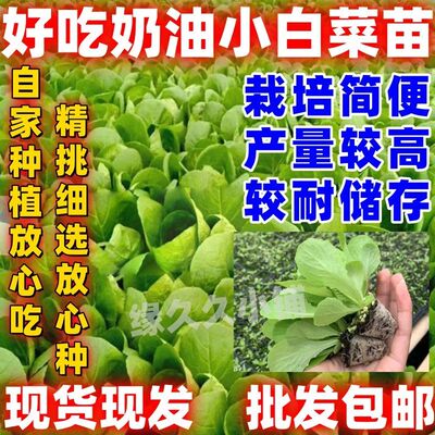 奶油生菜种苗秧苗四季快菜沙拉小白菜阳台菜种盆栽蔬菜孑小青菜种
