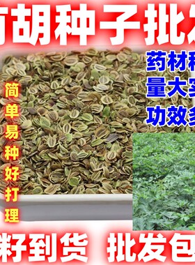 散装前胡种子药材前胡种籽中药材种子简单易种论斤卖前胡种子