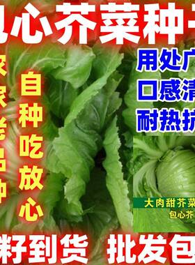 包心芥菜种子大肉卷心菜芥菜种子水咸菜盖菜包易种好吃蔬菜种子