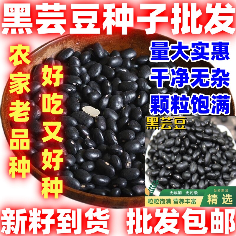 黑芸豆装好种饭豆好吃黑豆小豆白心黑眉豆种子蔬菜种子阳台种植籽