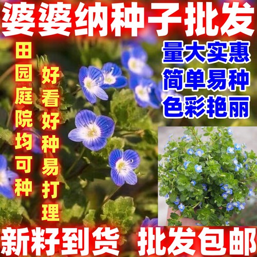 简单易种婆婆纳花种子花草家庭院内阳台种盆栽易种花卉植物种子