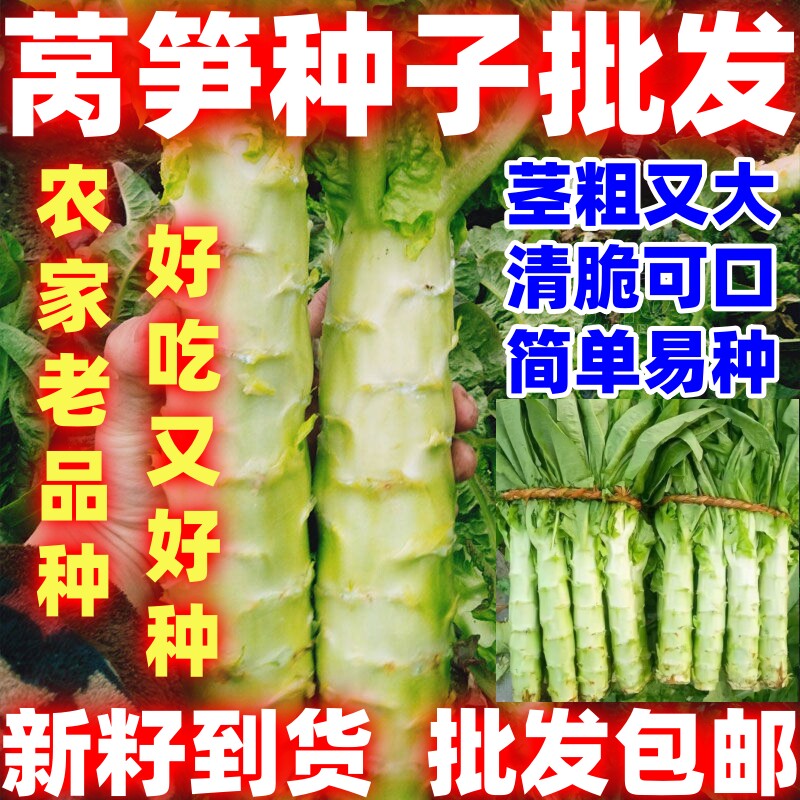 四季莴笋种子高产耐热耐寒青皮绿肉莴笋籽蔬菜种籽阳台种简单易种