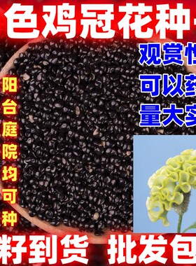 白色鸡冠花花种籽苗耐旱耐热四季可药用盆栽庭院扇状凤尾种子阳台