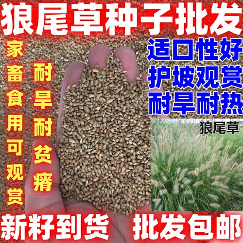狼尾草牧草护坡种子无毛多年生四季耐旱耐热耐收割牛羊鱼兔草种子
