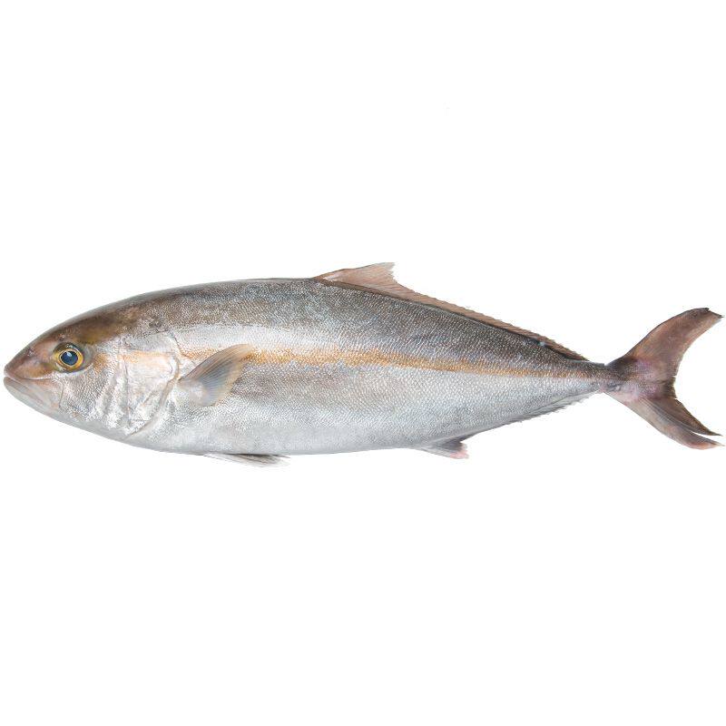 源头供应鰤鱼章红鱼生鱼片寿司料理即食刺身切片 蒜瓣肉没碎刺7斤