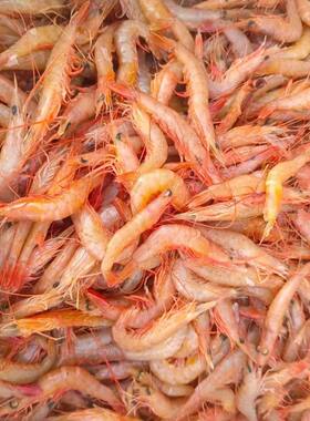 新鲜野生蛎虾大虾海捕滑皮虾鲜活鹰爪虾立虾红虾冷冻顺丰包邮