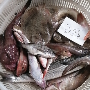 开海啦新鲜海杂鱼海鲜大杂烩小杂鱼新鲜鲜活便宜冷冻清仓顺丰包邮
