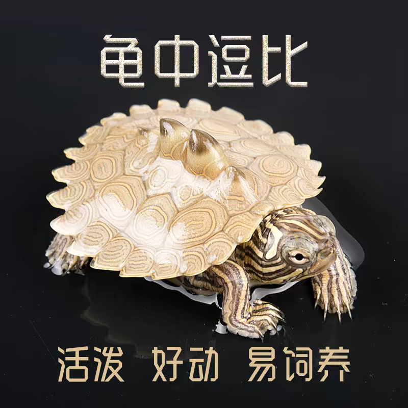 黑瘤地图苗密西西比宠物龟观赏龟冷水龟深水龟鱼缸混养小乌龟活物