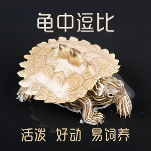 黑瘤地图苗密西西比宠物龟观赏龟冷水龟深水龟鱼缸混养小乌龟活物