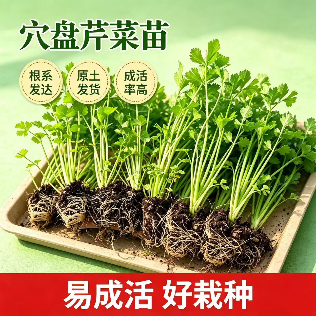 芹菜苗秧带土小香芹水果芹菜苗图片