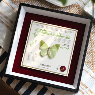 【原创】淡绿无螯蛱蝶真蝴蝶标本闺蜜送礼清新绿色小众装饰画礼物