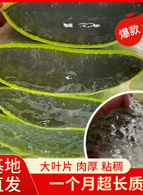 库拉索大芦荟叶片可敷脸特大叶片新鲜叶子灌肤美容院专用食用植物