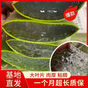 库拉索大芦荟叶片可敷脸特大叶片新鲜叶子灌肤美容院专用食用植物