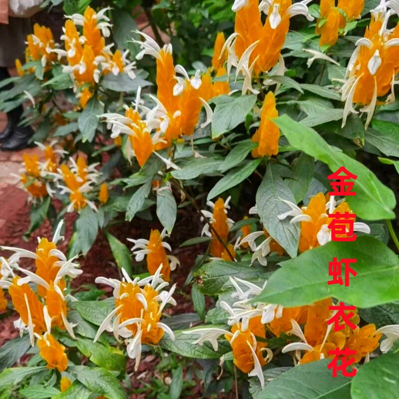 包邮金苞虾衣花盆栽 黄金宝塔花苗 黄虾花 盆栽四季开花 室内花卉