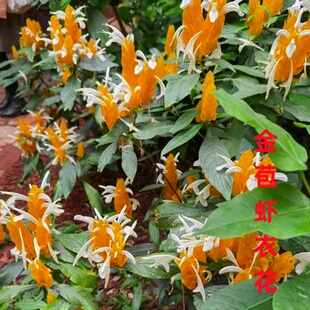 包邮金苞虾衣花盆栽 黄金宝塔花苗 黄虾花 盆栽四季开花 室内花卉