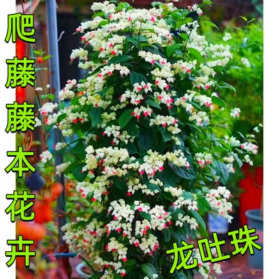 室外当年开花夏秋龙吐珠爬藤植物