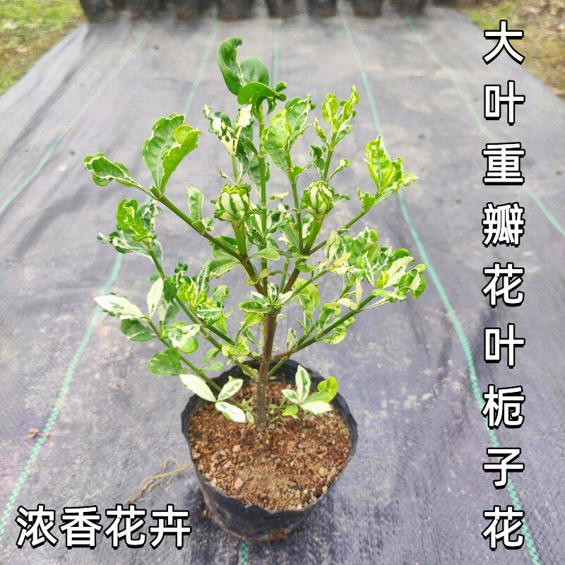 栀子花盆栽阳台室内栀子绿植芳香浓香大叶重瓣花叶栀子花斑叶栀子