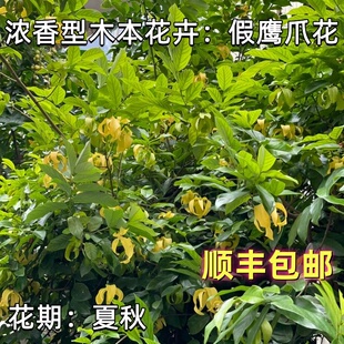 浓香花卉假鹰爪树苗 盆栽绿植植物当年开花鹰爪兰木本开花 鹰爪花
