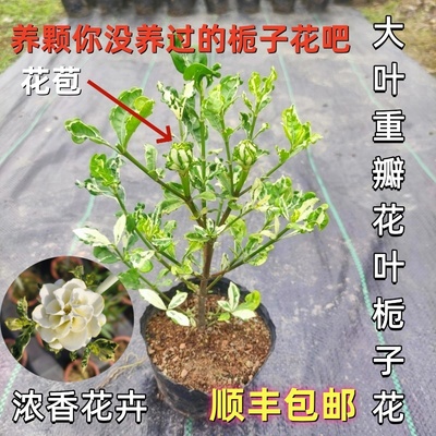 花叶栀子花多年生灌木室内外夏秋