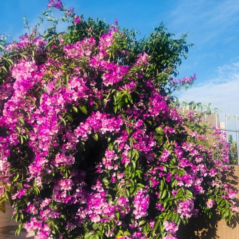 蒜香藤 变色藤盆栽爬藤植物庭院阳台花卉盆栽当年开花