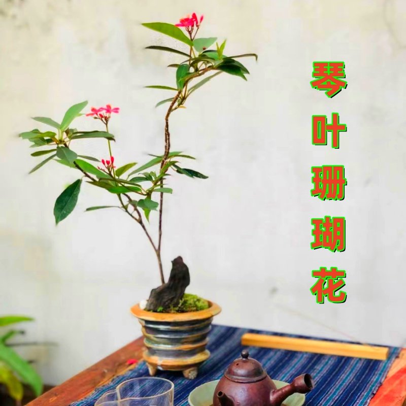 琴叶珊瑚花苗 四季开花不断带花苞发货 阳台庭院盆栽地栽珊瑚花卉