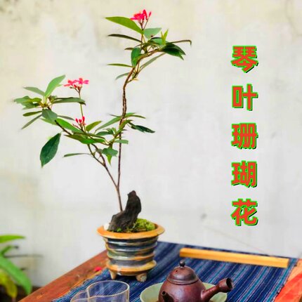 琴叶珊瑚花苗植物庭院阳台花卉盆栽当年开花
