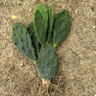 黄大刺仙人掌盆栽嫁接蟹爪兰嫁接习志野嫁接桃太郎领箭荷花药用