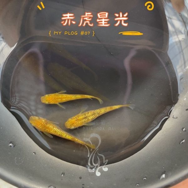 赤虎星光观赏鱼鱼游蓝山小型淡水鱼