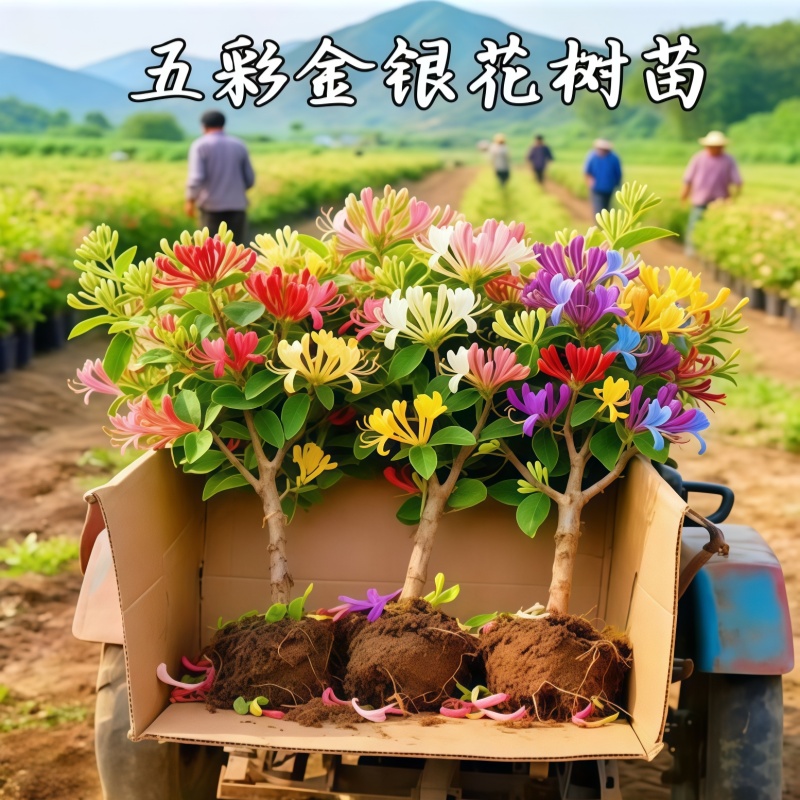 四季金银花浓香好养驱蚊
