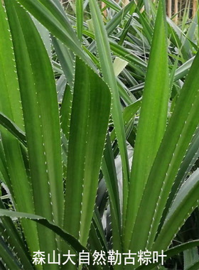 50片装 广东勒古粽子叶 假菠萝叶 露兜树叶 现摘现发 本地特色