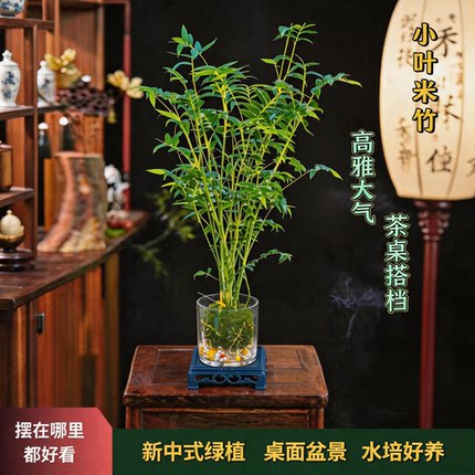 水培绿植小叶米竹室内绿植盆栽观音竹盆栽客厅清新空气好养绿植