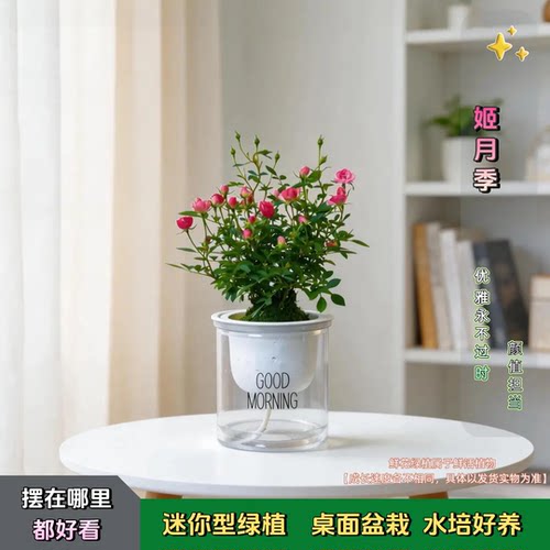 迷你超微月季水培盆栽四季开花