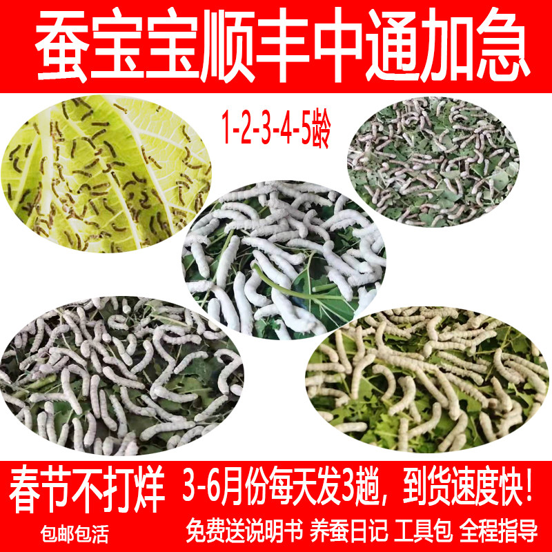 顺丰中通学生养蚕套餐 12345龄彩蚕宝宝卵 新鲜特嫩桑叶 湖南长沙