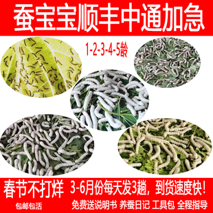 顺丰中通学生养蚕套餐 12345龄彩蚕宝宝卵 新鲜特嫩桑叶 湖南长沙