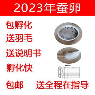 2025年春蚕蚕卵 蚕种 学生养蚕套餐 蚕蛋 蚕子 彩蚕籽 桑叶新鲜