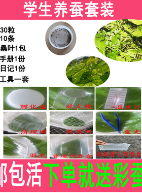 蚕宝宝活体活物套装金丝彩色蚕 蚕卵新鲜嫩桑叶学生养蚕1-5龄白色