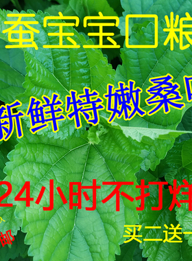 湖南长沙 现摘新鲜嫩桑叶 买二送一 养大小蚁蚕宝宝口粮食物200克