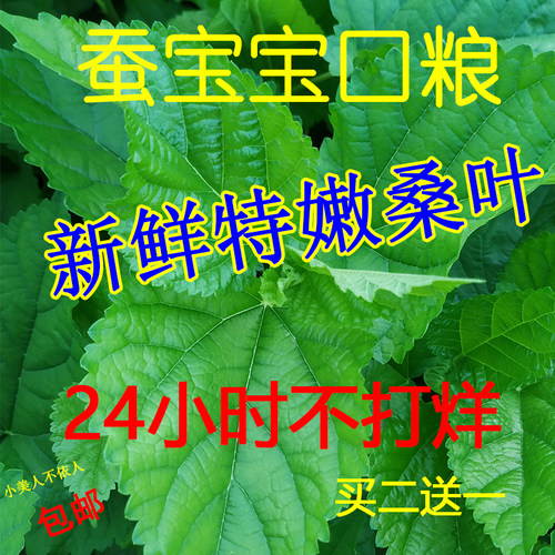 湖南长沙 现摘新鲜嫩桑叶 买二送一 养大小蚁蚕宝宝口粮食物200克