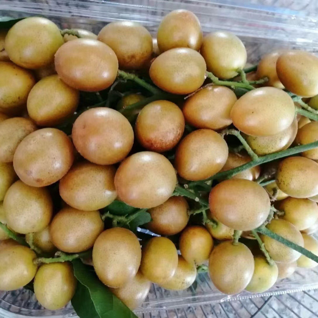 广东黄皮果圆黄皮贵妃黄皮水果黄皮新鲜水果鲜黄皮土黄皮冷链包邮