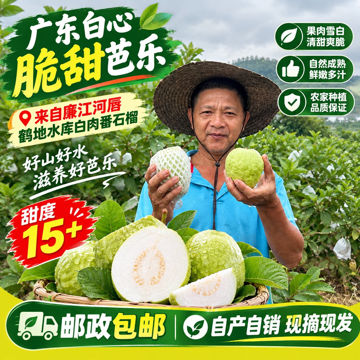 廉江江白心芭乐10年老树清甜现摘