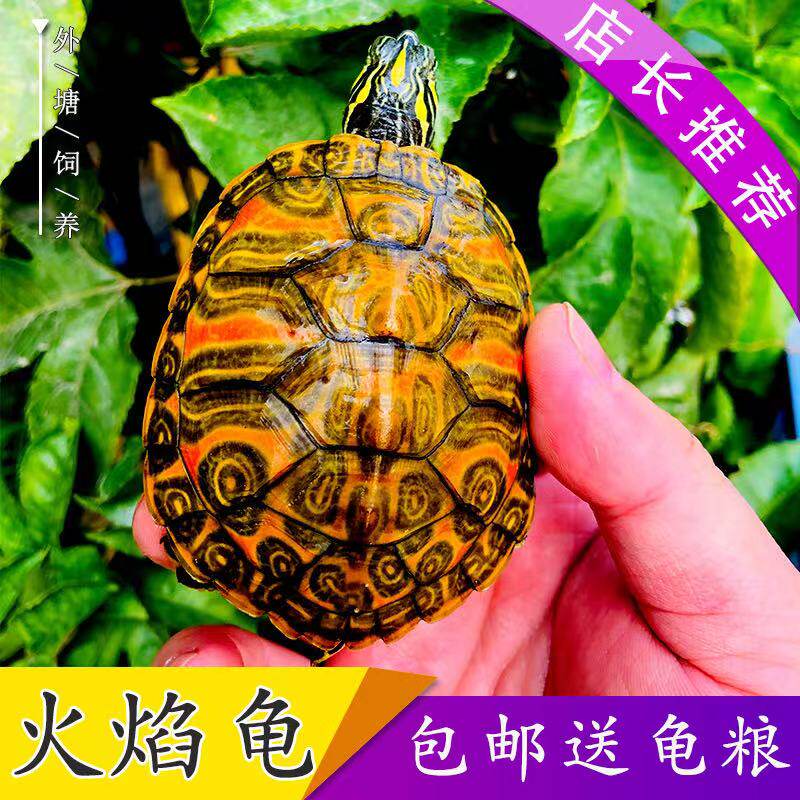 火焰龟深水龟鱼缸混养小乌龟活物稀有活体小宠物吃粪龟清洁龟冷水
