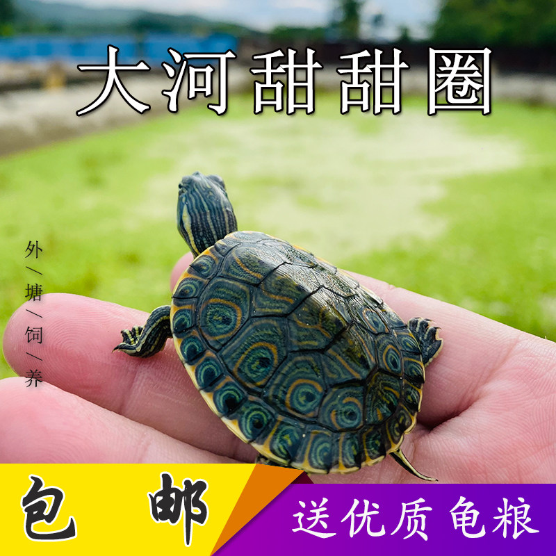 火焰龟深水龟鱼缸混养小乌龟活物稀有活体小宠物吃粪龟清洁龟冷水