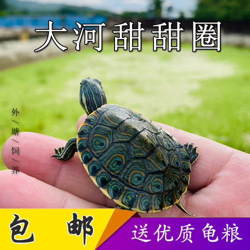火焰龟深水龟鱼缸混养小乌龟活物稀有活体小宠物吃粪龟清洁龟冷水