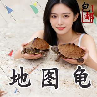 密西西比地图深水龟宠物龟鱼缸混养小乌龟活物家养黑瘤地图观赏龟