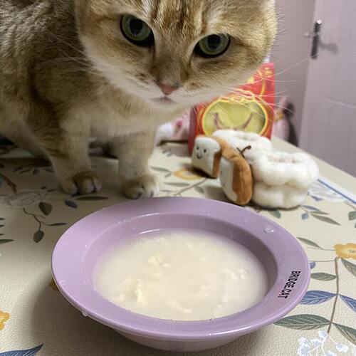 金渐层】上门喂猫南京宠物--国庆五一节假日过年上门喂猫