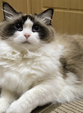 伴宠师】南京上门喂猫-德文美短缅因金渐层曼斯基康无毛猫