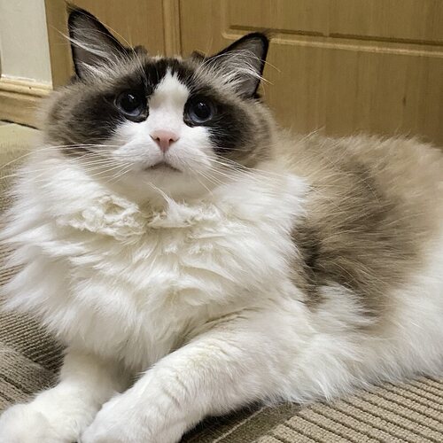 伴宠师】南京上门喂猫-德文美短缅因金渐层曼斯基康无毛猫