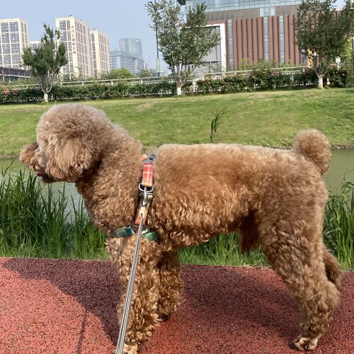 南京上门喂猫】过年上门喂猫/南京过年遛狗/南京各区域